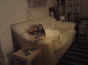 Viggo in his new sofa